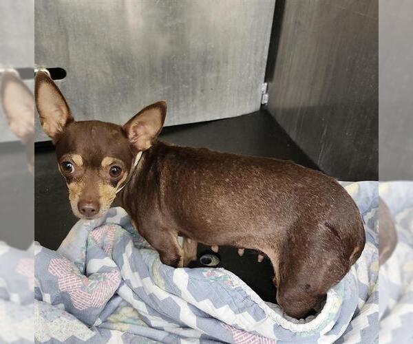 Medium Photo #1 Chihuahua-Unknown Mix Puppy For Sale in San Antonio, TX, USA