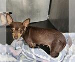HAZEL - Female Chihuahua-Unknown Mix Dog for Adoption - Small photo