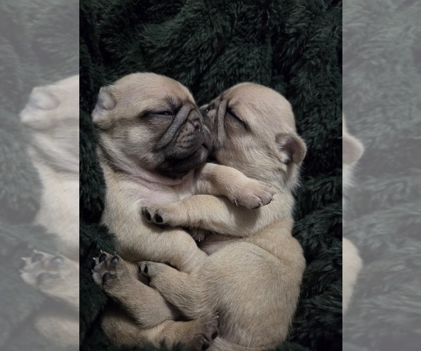 Medium Photo #12 Pug Puppy For Sale in HILLSDALE, MI, USA
