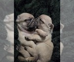 Small Photo #48 Pug Puppy For Sale in HILLSDALE, MI, USA