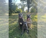 Small Photo #1 Cane Corso Puppy For Sale in PALOS HEIGHTS, IL, USA