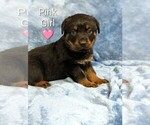 Small #2 Rottweiler