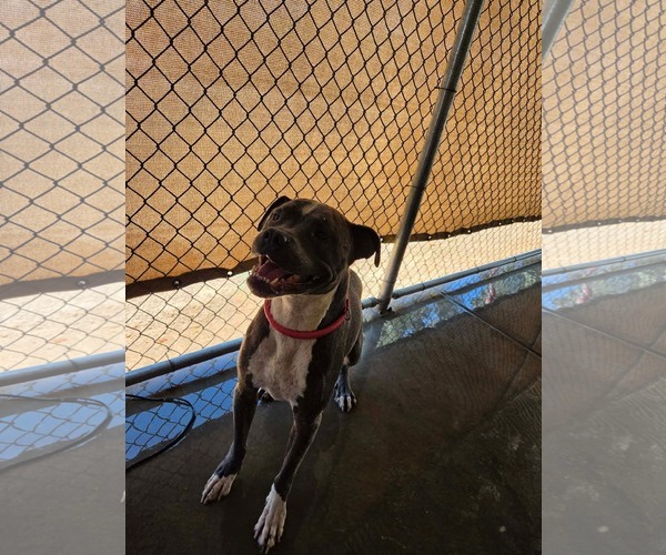 Medium Photo #1 Mutt Puppy For Sale in El Centro, CA, USA