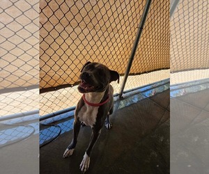 Mutt Dogs for adoption in El Centro, CA, USA