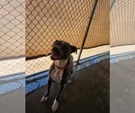 Small Mutt