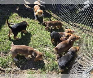 Beagle Litter for sale in PLATTEVILLE, WI, USA
