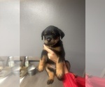 Small #8 Rottweiler