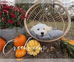 Small Photo #21 Havachon Puppy For Sale in NIANGUA, MO, USA