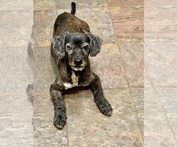 Medium Photo #3 Cocker Spaniel-Unknown Mix Puppy For Sale in Missouri City, TX, USA