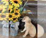 Small Photo #22 Golden Retriever Puppy For Sale in DEARBORN, MO, USA