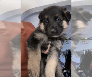 German Shepherd Dog Puppy for sale in COVINA, CA, USA