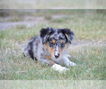 Small Photo #6 Miniature Australian Shepherd Puppy For Sale in STEPHENVILLE, TX, USA