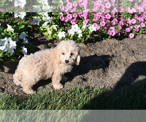 Poodle (Miniature) Dog for Adoption in BLOOMINGTON, Indiana USA