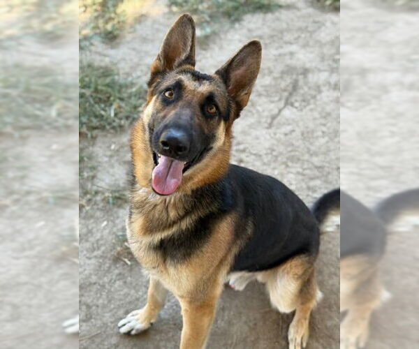 Medium Photo #2 German Shepherd Dog Puppy For Sale in Riverside, CA, USA