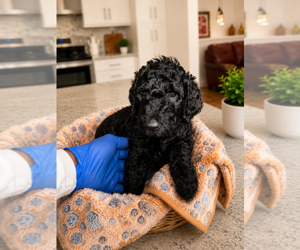 Medium Photo #3 Goldendoodle Puppy For Sale in WINSTON SALEM, NC, USA