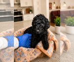Small #2 Goldendoodle