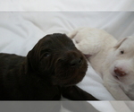 Small Photo #5 Labradoodle Puppy For Sale in ANACONDA, MT, USA