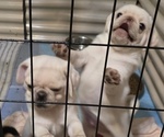 Small #2 Pug