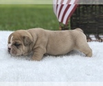 Small Photo #3 Olde English Bulldogge Puppy For Sale in WALTERBORO, SC, USA