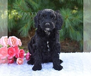 Cock-A-Poo Puppy for sale in AARONSBURG, PA, USA