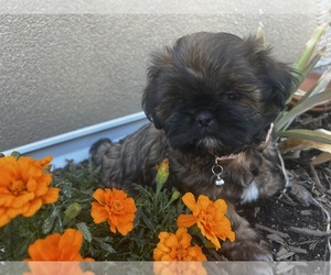 Shih Tzu Puppy for sale in MESA, AZ, USA