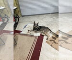 Small #12 German Shepherd Dog