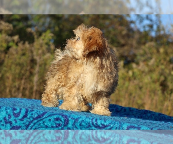 Medium Photo #25 ShihPoo Puppy For Sale in DYERSBURG, TN, USA