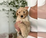 Penny - Female Goldendoodle Puppy for Sale - Photo #3