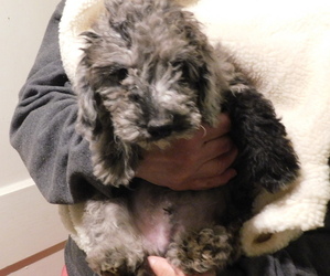 Poodle (Miniature) Puppy for Sale in RALEIGH, North Carolina USA