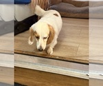 Small Photo #1 Dachshund Puppy For Sale in ASHLAND, NE, USA