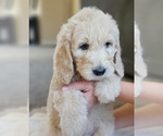 Small #8 Goldendoodle