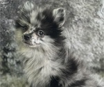 Puppy Sliver Sky Pomeranian