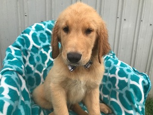 Golden Retriever Puppy for sale in QUARRYVILLE, PA, USA