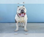 Small American Staffordshire Terrier-Bulldog Mix