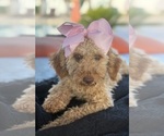 Small Photo #14 Goldendoodle mix (+ Poodle Miniature) Puppy For Sale in MENIFEE, CA, USA