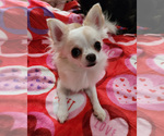 Small Photo #1 Chihuahua Puppy For Sale in JACKSONVILLE, FL, USA
