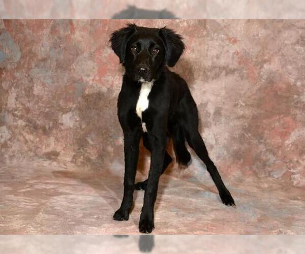 Medium Photo #1 Labrador Retriever-Unknown Mix Puppy For Sale in West Valley, UT, USA