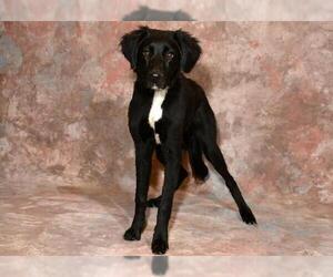 Labrador Retriever-Unknown Mix Dogs for adoption in West Valley, UT, USA
