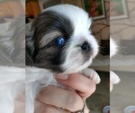 Puppy 1 Pekingese