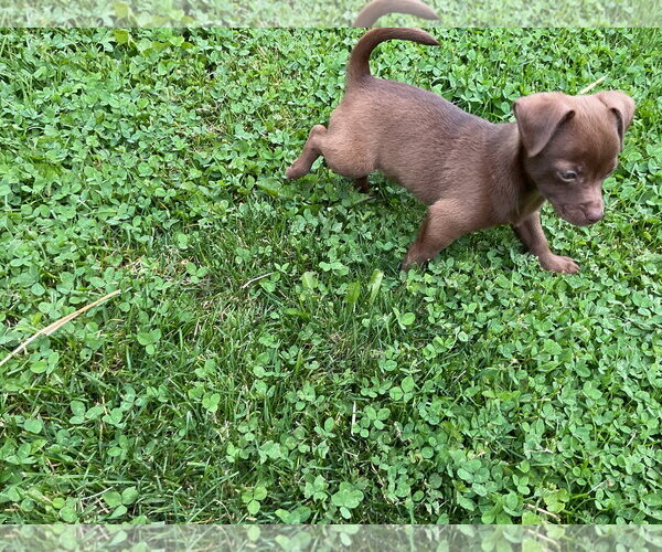 Medium Photo #6 Australian Shepherd-Chihuahua Mix Puppy For Sale in Fort Wayne, IN, USA