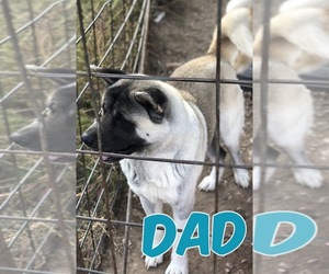Father of the Akita puppies born on 12/29/2019