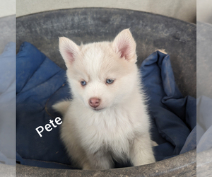 Pomsky Puppy for sale in BLACKFOOT, ID, USA