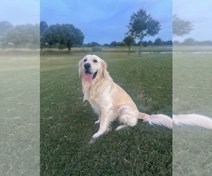Father of the Golden Retriever puppies born on 02/10/2026