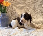 Small #2 English Springer Spaniel