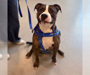 Mutt Dogs for adoption in Boston, MA, USA