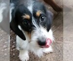 Small Photo #1 Dachshund Puppy For Sale in LAKE PANAMOKA, NY, USA