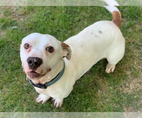 Medium Photo #1 Mutt Puppy For Sale in Tulsa, OK, USA