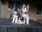 Small Photo #1 Siberian Husky Puppy For Sale in PERRIS, CA, USA