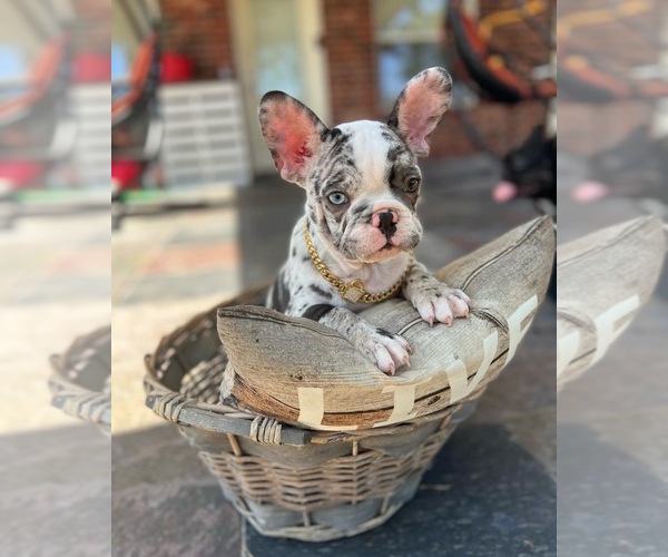 Medium Photo #7 French Bulldog Puppy For Sale in PEARLAND, TX, USA