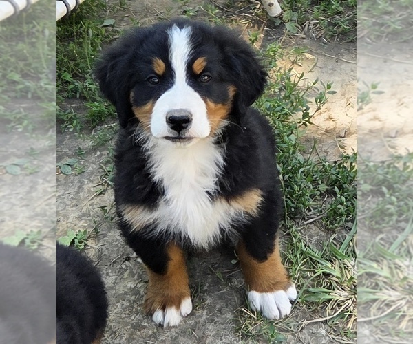 Medium Photo #4 Bernese Mountain Dog Puppy For Sale in HILLSBORO, OH, USA